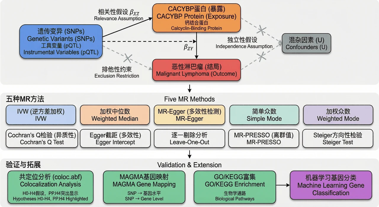 孟德尔随机化分析框架