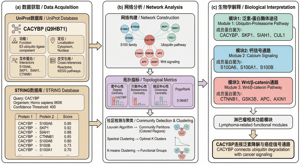 蛋白互作网络分析流程
