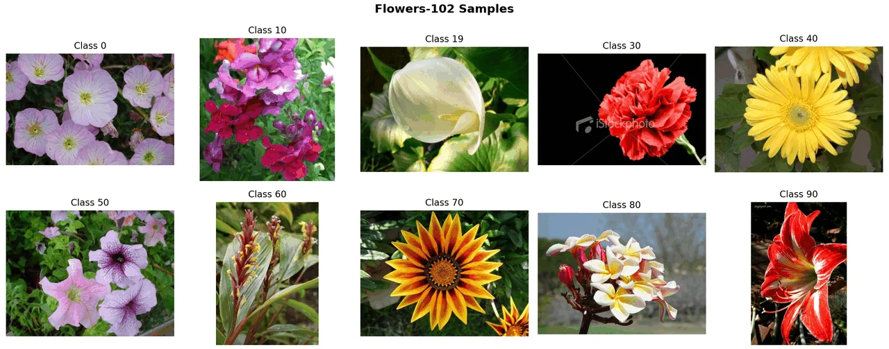 Flowers-102 样本